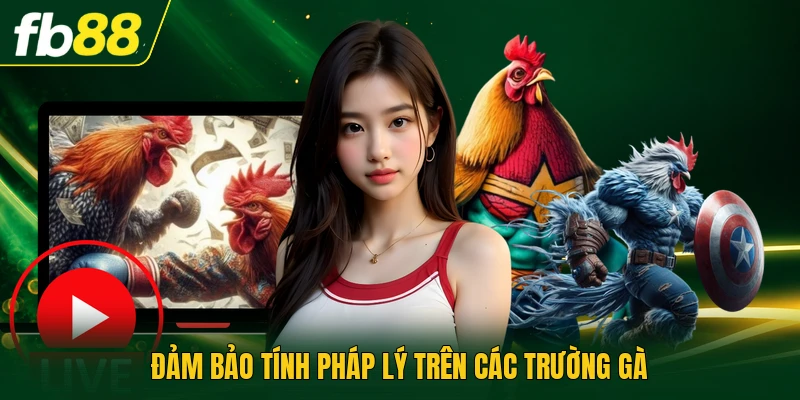 Đảm bảo tính pháp lý trên các trường gà