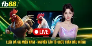Luật Đá Gà Miền Nam - Nguyên Tắc Tổ Chức Trận Đấu Chính