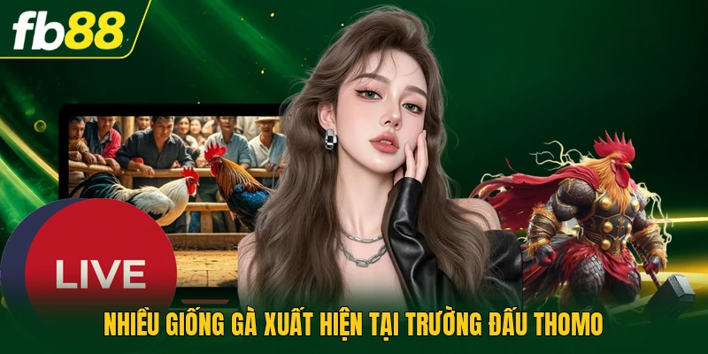 Nhiều giống gà xuất hiện tại trường đấu Thomo