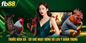 Thuốc Kích Gà - Cơ Chế Hoạt Động Và Lưu Ý Quan Trọng